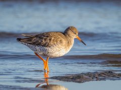 Maggie Bullock - Redshank on the Shoreline - Commended.jpg